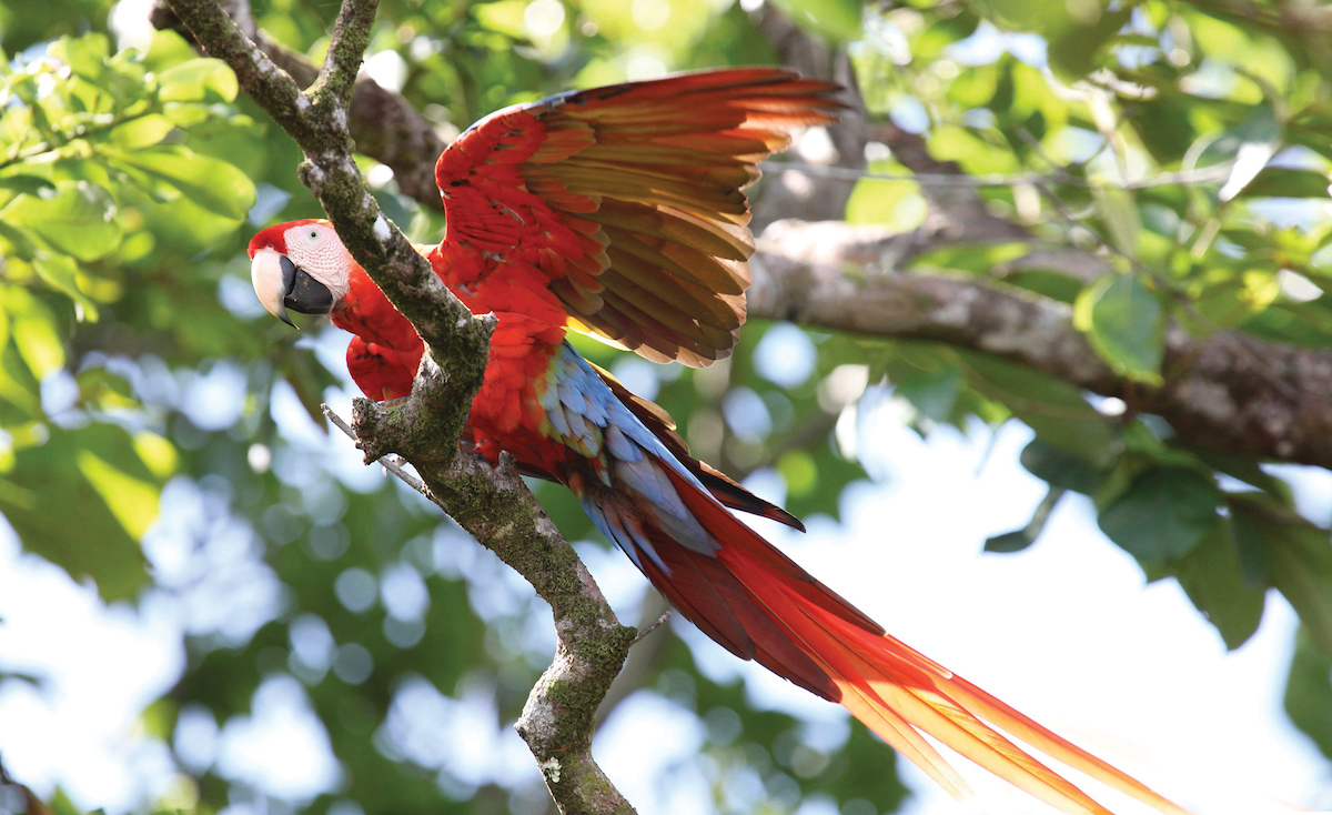 Silversea Cruises - Caribbean Air Offer Silversea Cruises - Caribbean Air Offer